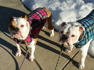 Two bulldogs in fleece sweaters in the snow