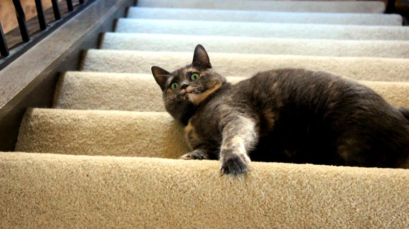 cat-on-stairs