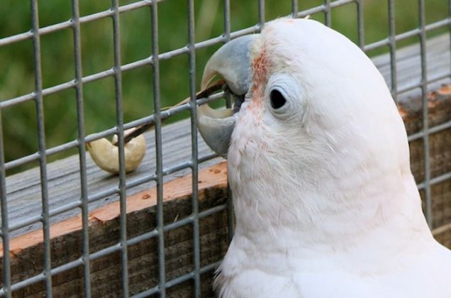 Goffin's cockatoo named Figaro