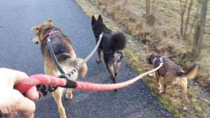 langley dog walking