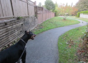 Surrey dog walking