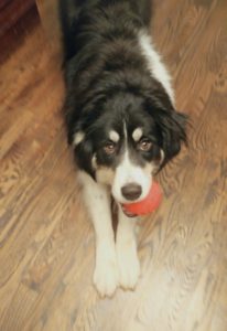 Black and white dog chewing on red ball