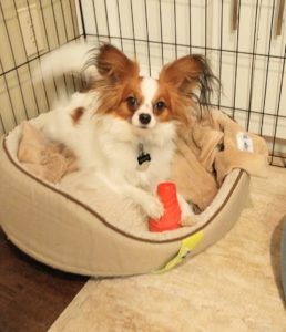 Papillon dog chewing on red dog toy