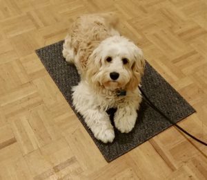 Puppy on his mat