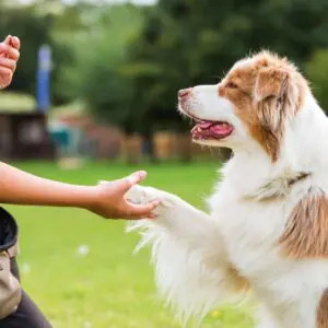 A beautiful Australian Shepherd dog give it's right paw to a girl training him, holding a treat in the air, they are standing outside in the park.