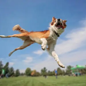 Help for Hooligans - Self-Control for Your Excitable Dog