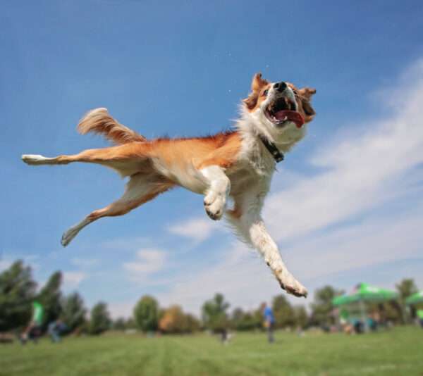 Help for Hooligans - Self-Control for Your Excitable Dog